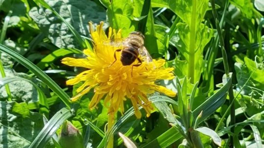 Milioane de euro pentru sectorul apicol, se depun cererile de plată