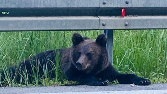 Problema urșilor, din nou în atenția publică
