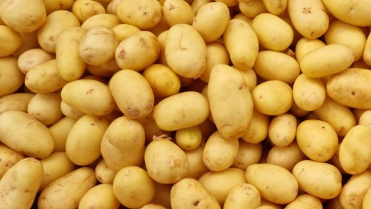 Producătorii agricoli care cultivă cartofi şi usturoi vor fi susţinuţi financiar