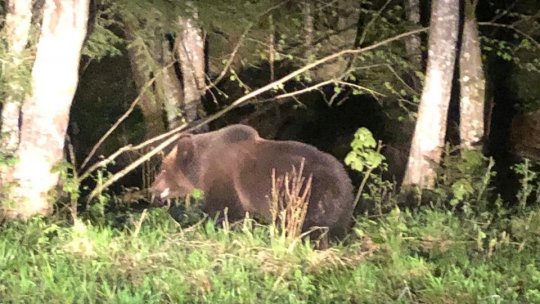 Ursoaică cu pui în zona Bucegi-Vârful Omu