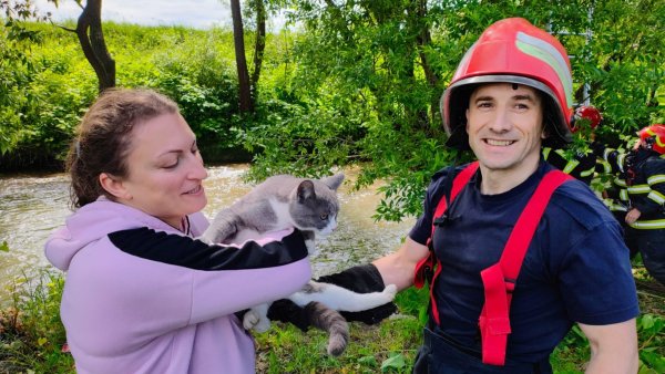 Pompierii au salvat o pisică urcată într-o salcie de 10 metri înălțime