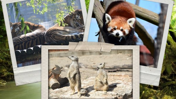 Ziua Mondială a Biodiversității, miercuri, la Zoo Brașov