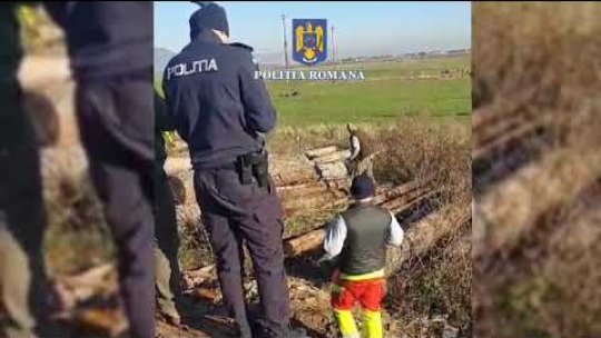 VIDEO Material lemnos în valoare de aproape 2 milioane de lei confiscat de polițiștii din Brașov