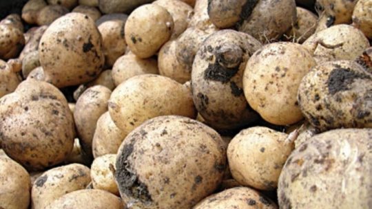 Focuri de avertisment la furat de... cartofi