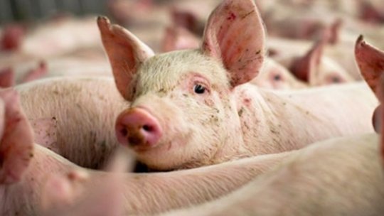 Pesta porcină africană a fost confirmată la Brașov