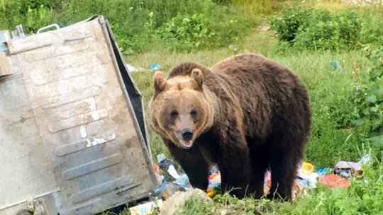 Copii atacaţi de urs, la Victoria