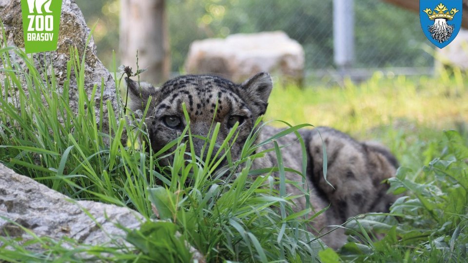 Leopardul zăpezilor sărbătorit, miercuri, la ZOO Braşov