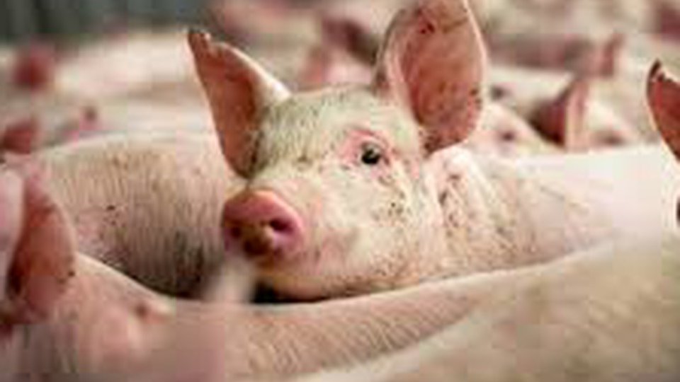 Măsuri împotriva răspândirii pestei porcine africane