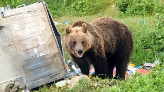 Un urs a dat târcoale, luni dimineaţa, prin centrul Făgăraşului