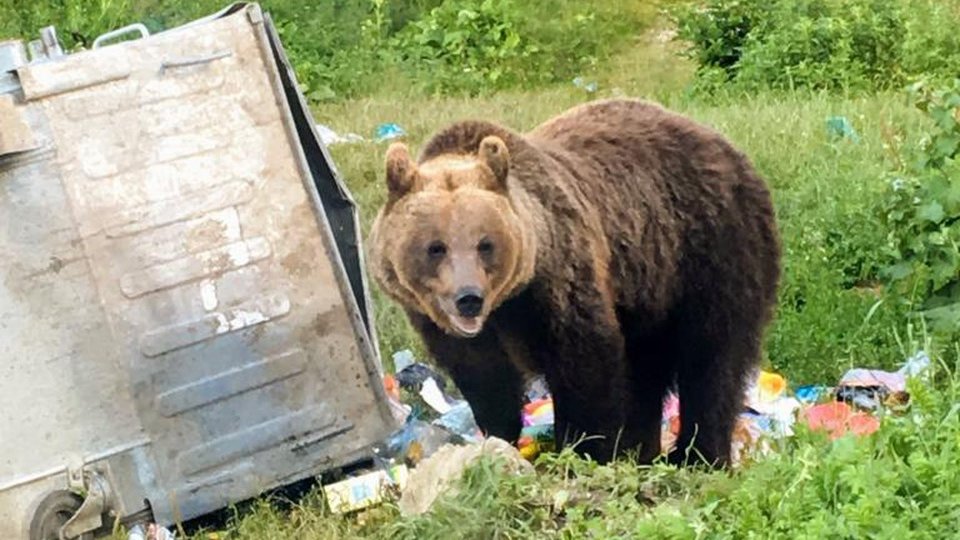 Un urs a dat târcoale, luni dimineaţa, prin centrul Făgăraşului