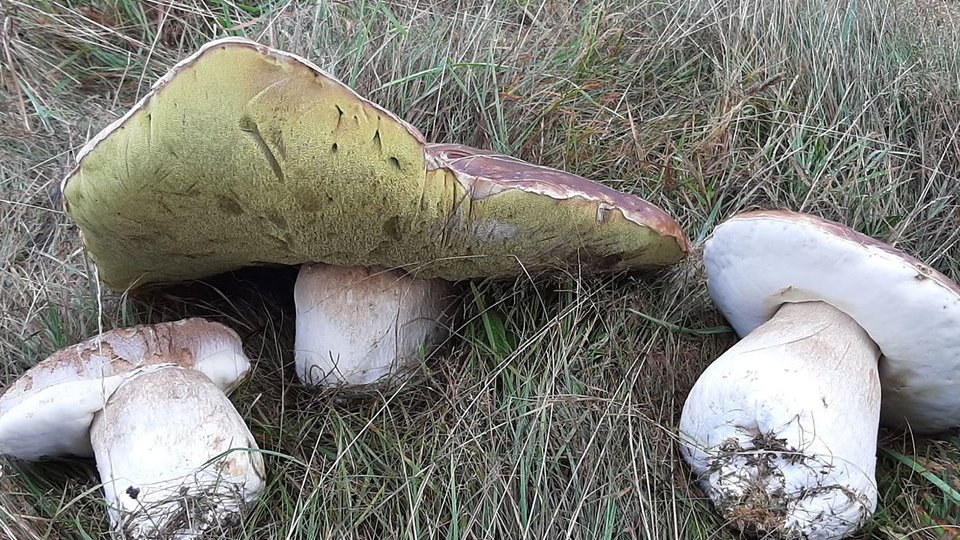 Trei hribi uriași, găsiți într-o pădure de lângă Poiana Brașov
