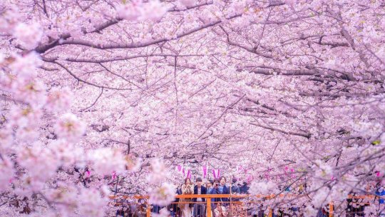 Patru brașoveni pot vizita Musashino în ianuarie