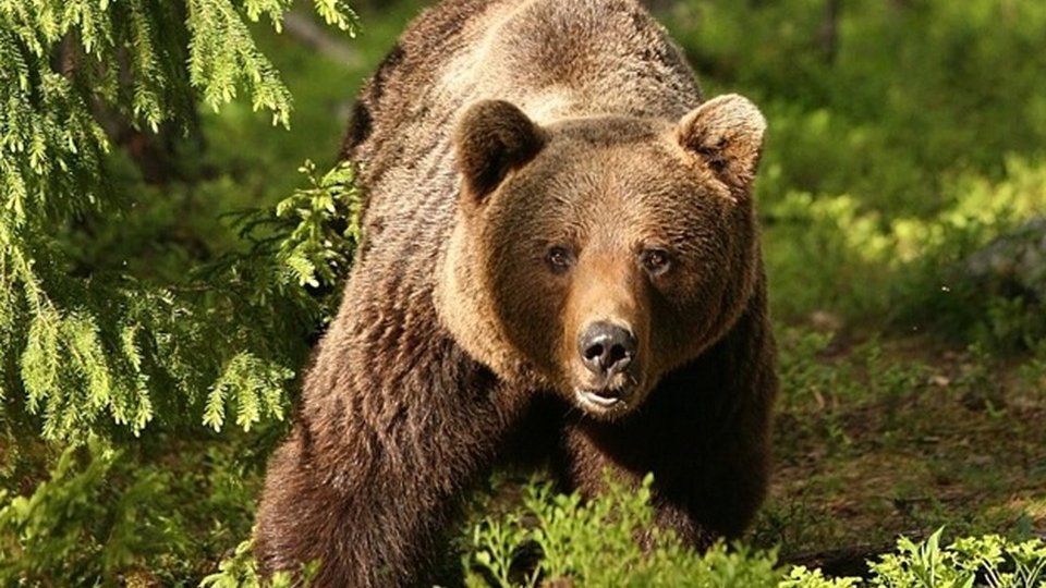 Încă un urs va ajunge la Sanctuarul Libearty din Zărnești