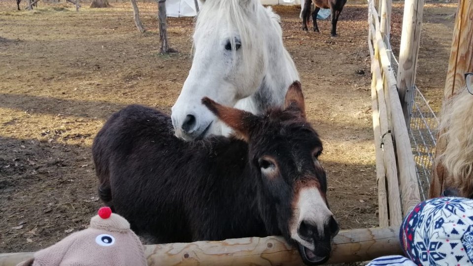 Ferma Educațională a Animalelor Salvate, la Zărneşti