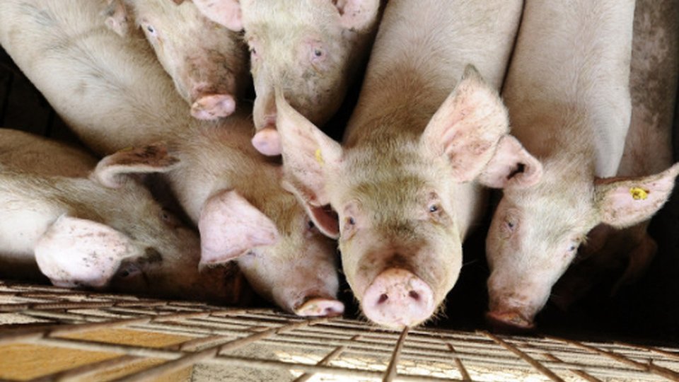 Specialiştii sanitar veterinari lucrează la o strategie de combatere a pestei porcine africane