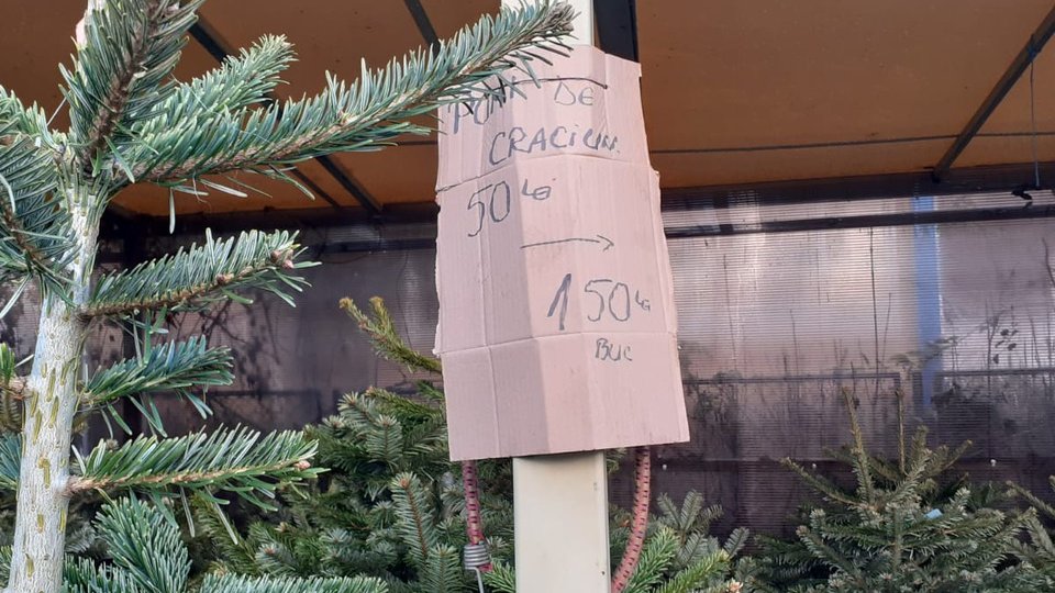 Brazi olandezi pentru Crăciun românesc