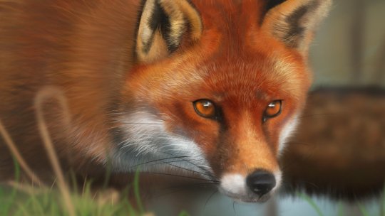 În ultimii patru ani, niciun caz de rabie, în judeţul Braşov