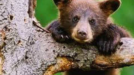 Pui de urs lovit de tren, azi, în judeţul Braşov