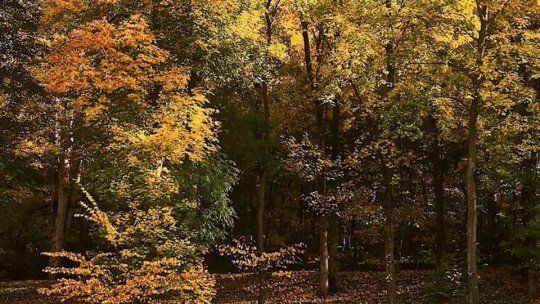 Peste 30 de ha de pădure vor fi plantate la Săcele, în acest an