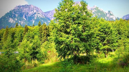 Direcţia Silvică Braşov începe în forţă împăduririle de primăvară