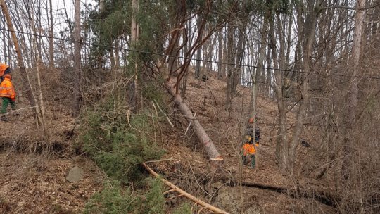 Peste 300 de arbori de pe drumul dintre Râșnov și Zărnești, tăiați