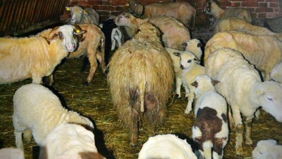 Zeci de locuri amenajate în pieţele braşovene pentru vânzarea mieilor de Paşte