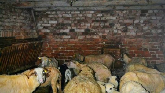 Mieii pentru Paștele Catolic, 25 de lei pe kilogram