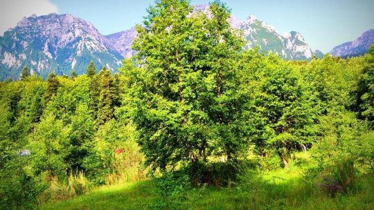Peste 500 de hectare de pădure, din proprietatea oraşului Codlea, vor fi conservate pe termen lung
