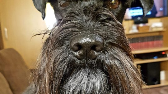 Atentie! Începe sezonul căpuşelor