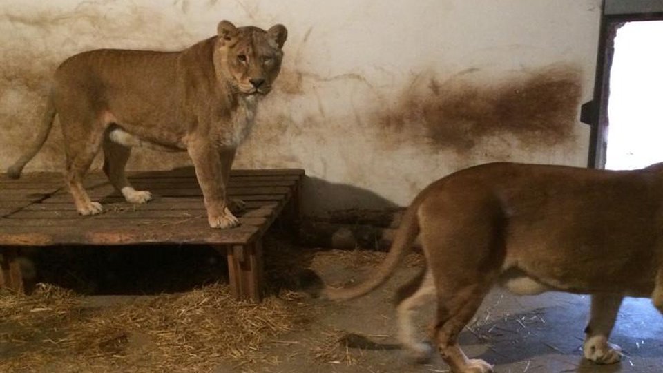 Zoo Brașov, evaluată pentru a intra în cea mai importantă asociație europeană a grădinilor zoologice