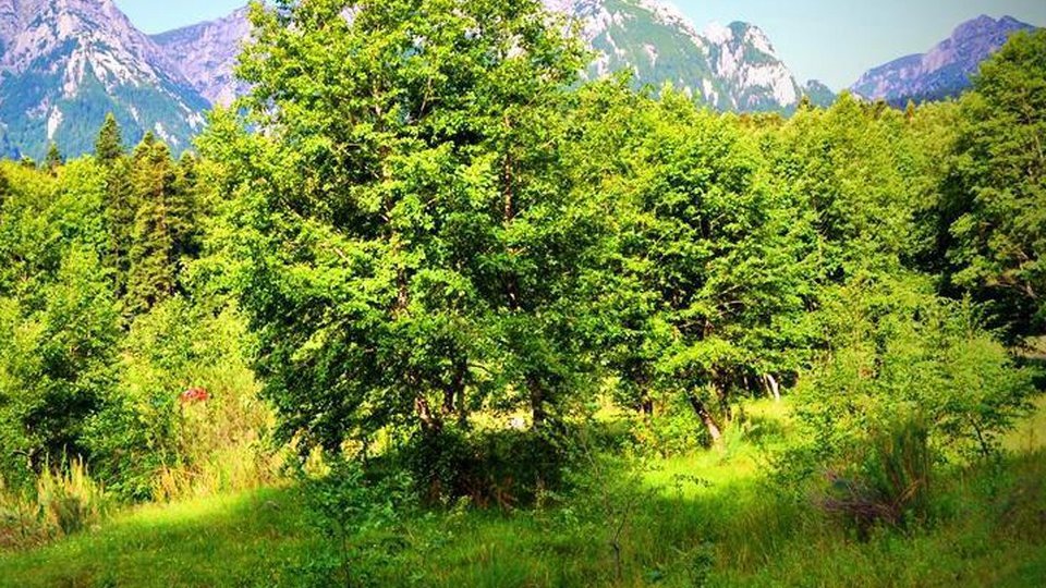 Brașovenii nu se înghesuie sa planteze pomul nou-născutului sau de casă nouă