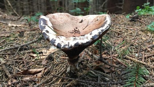 O fetiţă de cinci ani, în stare gravă, după ce a consumat ciuperci culese de tatăl ei