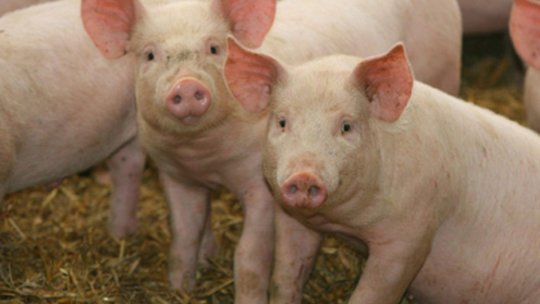 Numărul cazurilor de pestă porcină africană este în creştere