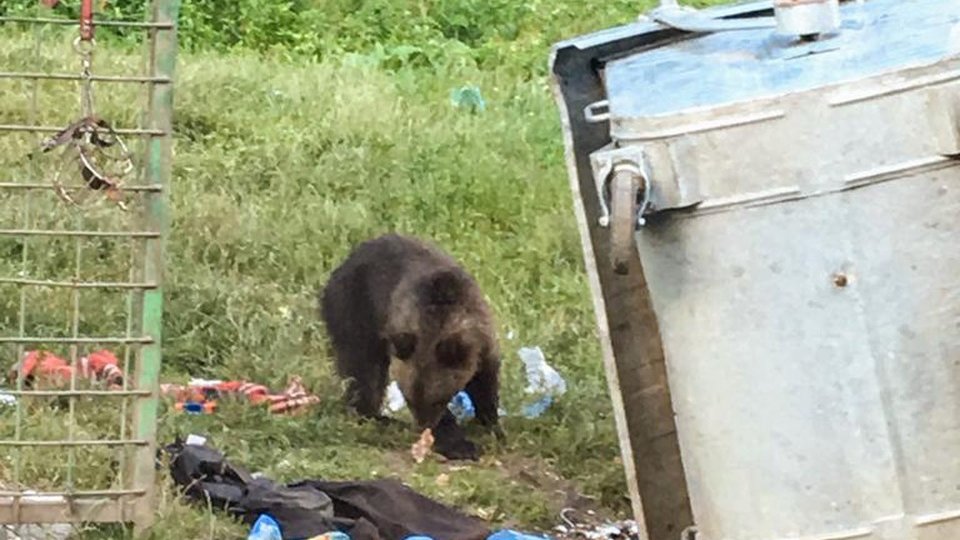 Liber la recoltat urşi
