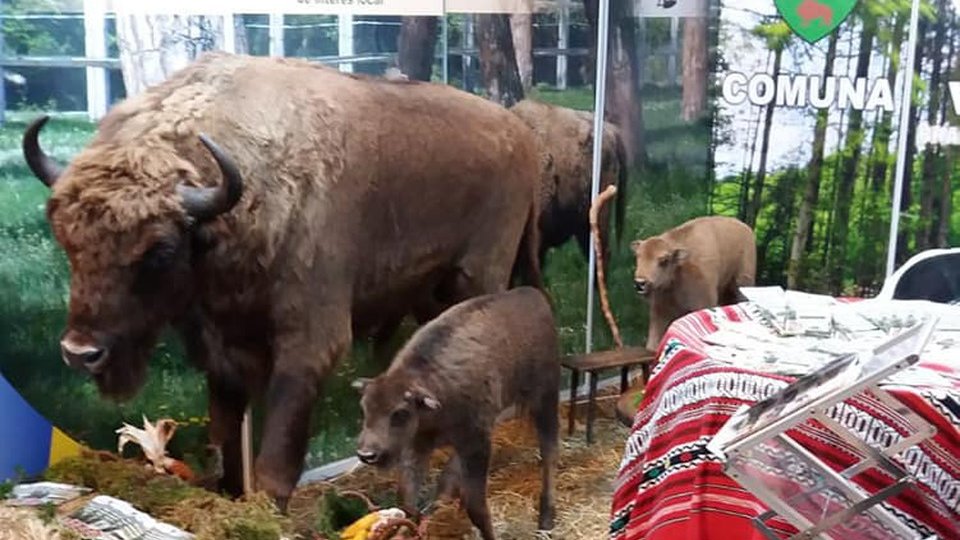 Un nou post de jandarmerie montană, la Vama Buzăului