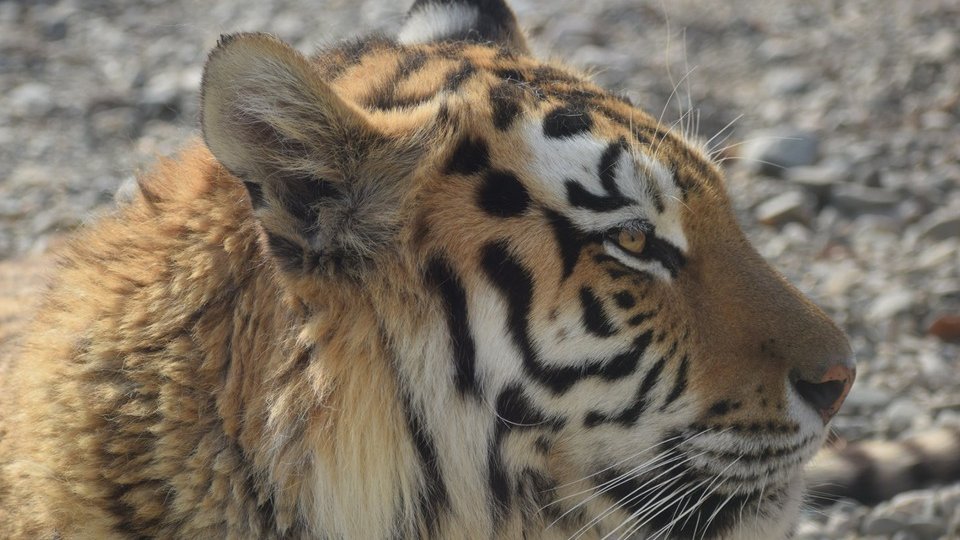 Autobuzul care te va plimba virtual prin safari, în probe la Grădina Zoologică