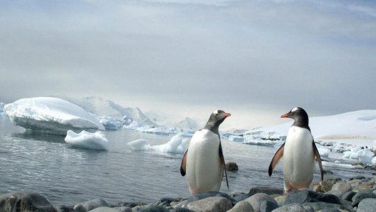 Pinguini, tapiri și insecte, la Zoo Braşov