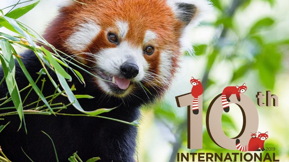 Ziua internațională Panda Roșu, marcată la Zoo Braşov