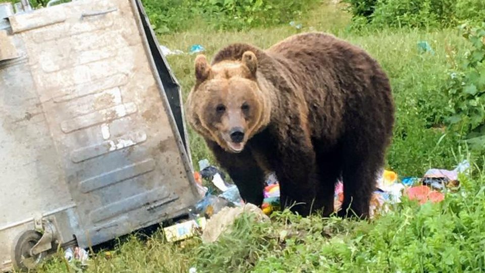 Urşii coboară, din ce în ce mai des, în Braşov. Aseară, autorităţile au emis trei mesaje RO-ALERT