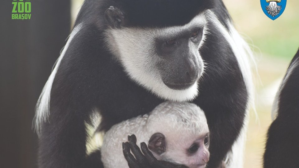 Trei noi locatari la Grădina Zoologică din Braşov