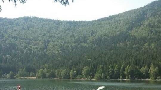 Tot mai multe păduri sunt atacate de insecte care periclitează calitatea lemnului