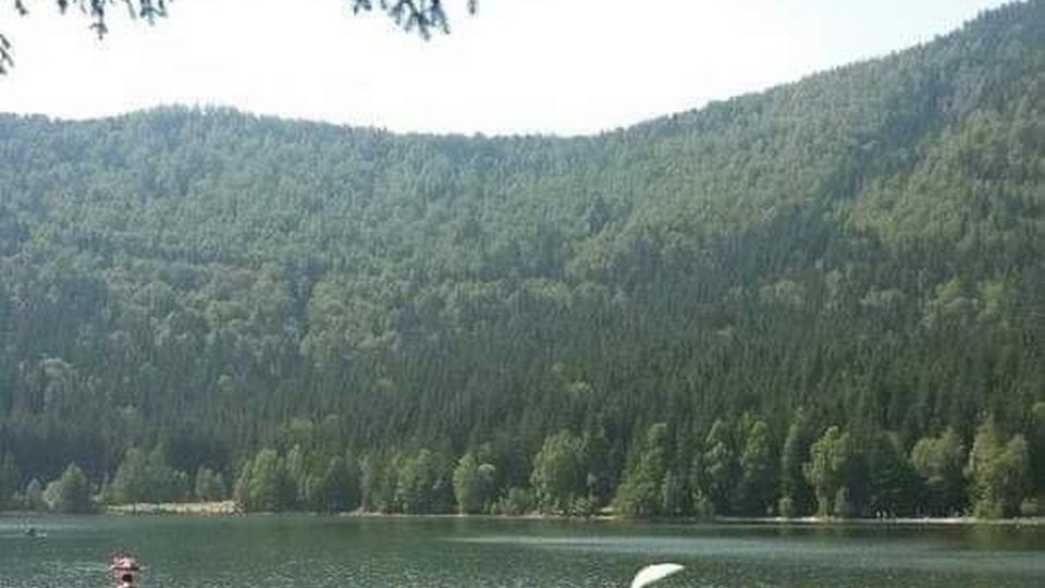 Tot mai multe păduri sunt atacate de insecte care periclitează calitatea lemnului