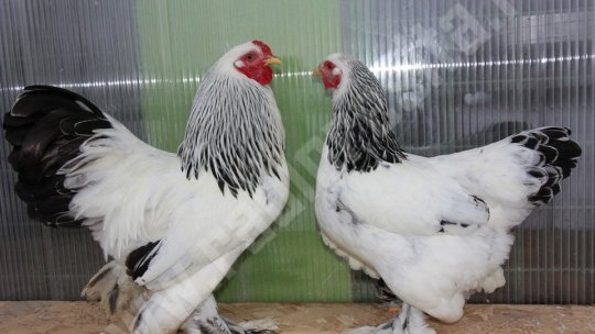 Expoziție de păsări și animale mici, la Făgăraş