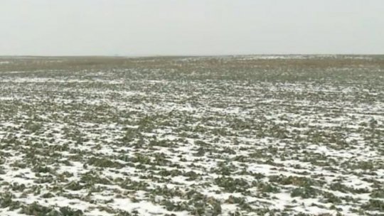 Efectele lipsei zăpezii asupra recoltelor