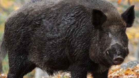 Pesta porcină, la graniţa cu judeţul Braşov