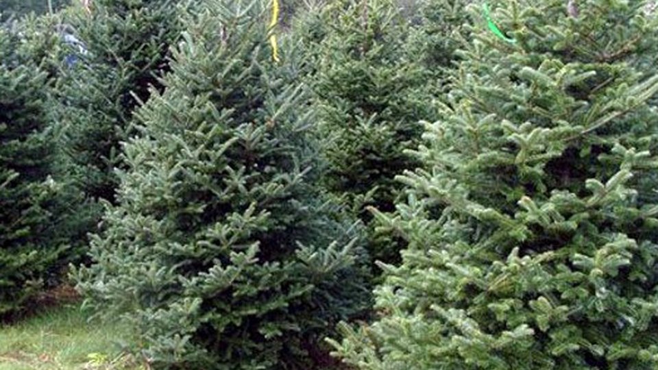 A început colectarea brazilor de Crăciun