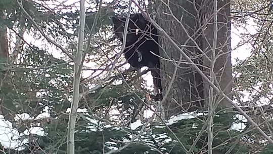 A început operațiunea de capturare a urșilor care fac probleme în Predeal