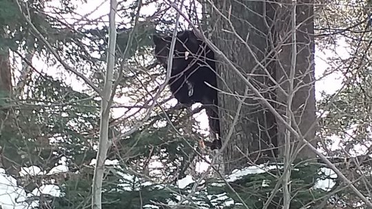 Puiul de urs din Predeal a fost relocat