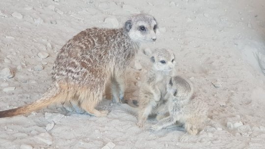 Zoo Brașov își caută 6 angajați, de la casier până la medic veterinar