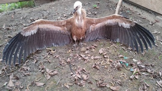 Pe cerul României a apărut un vultur sur, specie rară, pe cale de dispariție